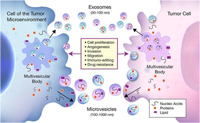 The Emerging Roles of Extracellular Vesicles As Communication Vehicles within the Tumor Microenvironment and Beyond